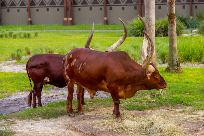 DSC_1981-L.jpg