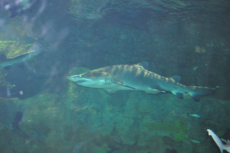 588897829_DjdEc-L.jpg