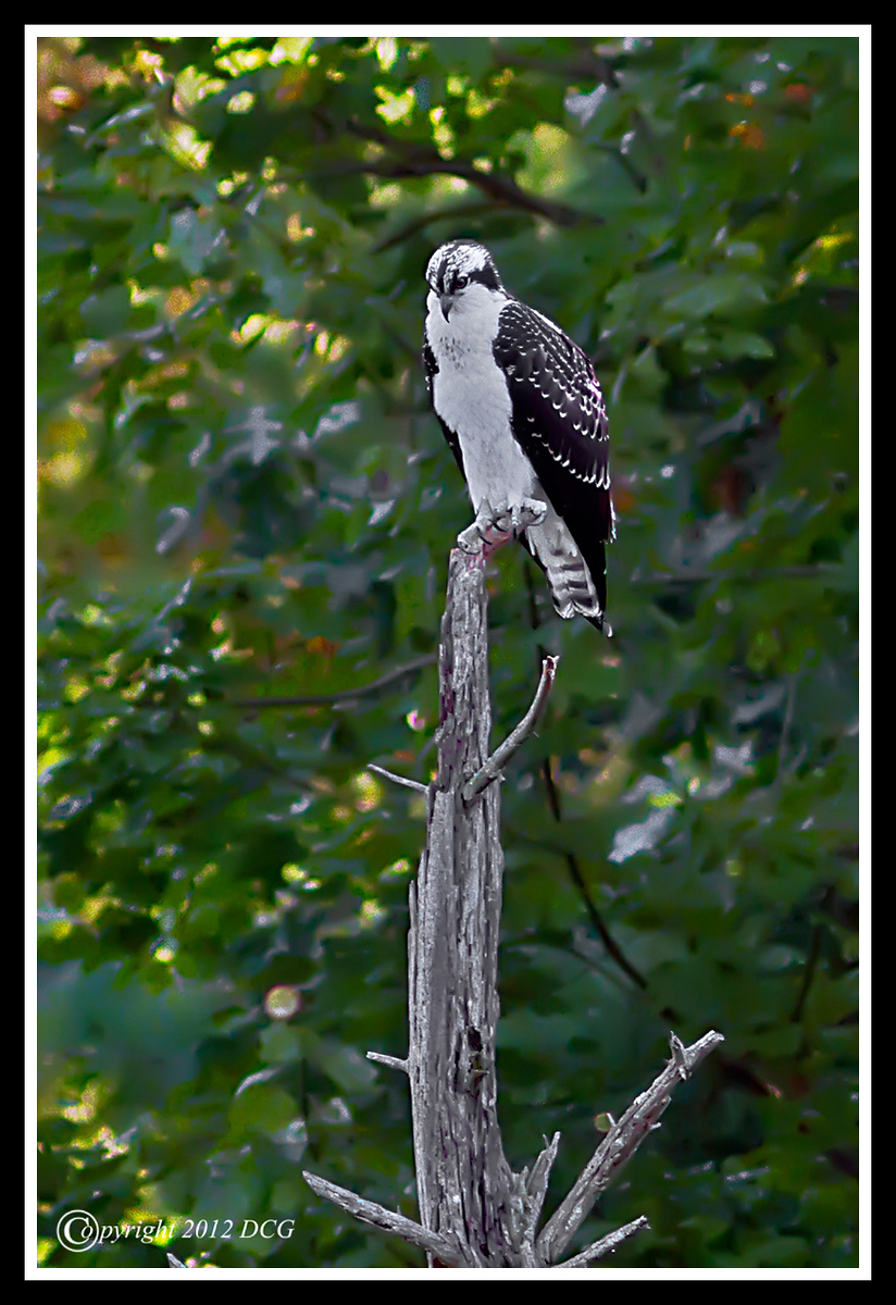 Osprey-09-20-01bcr-X3.jpg