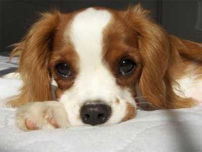 cute-dog.jpg