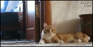 tumblr_lpa42xE1xH1qgj60lo1_400.gif