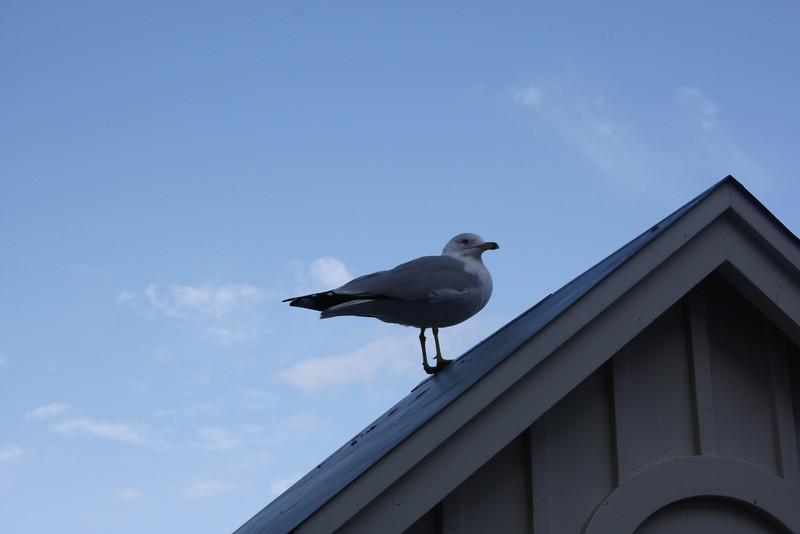 1211827456_qrANp-L.jpg