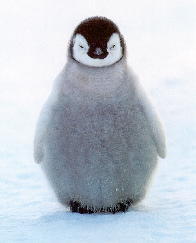penguin_chick.jpg