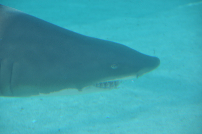 600337034_Gpd4Q-L.jpg