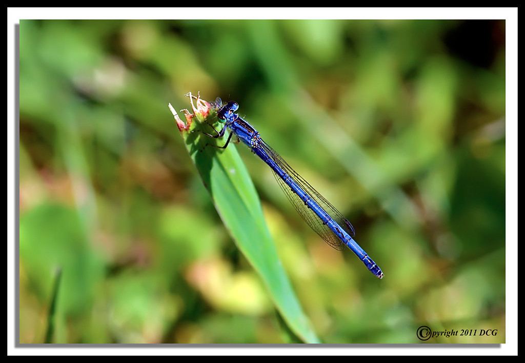 Bluet-Damsel-06-07-01acr-XL.jpg