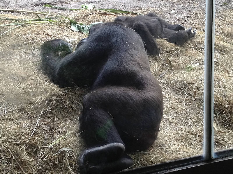 monday_baby_gorilla.jpg