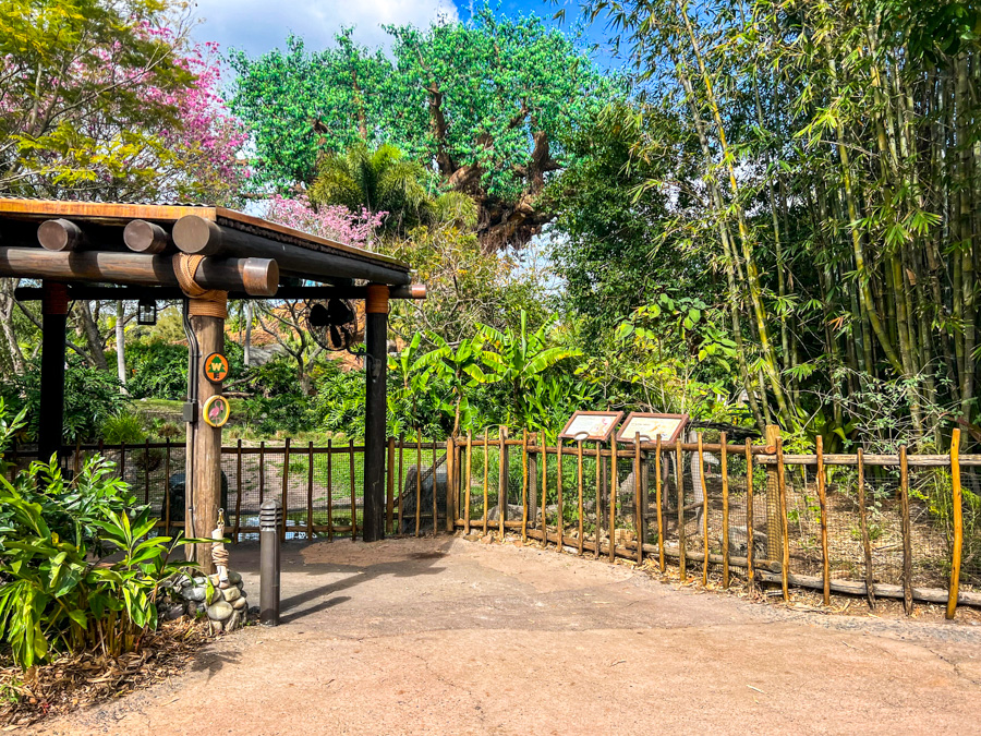 Animal Kingdom Flamingos Path Reopened