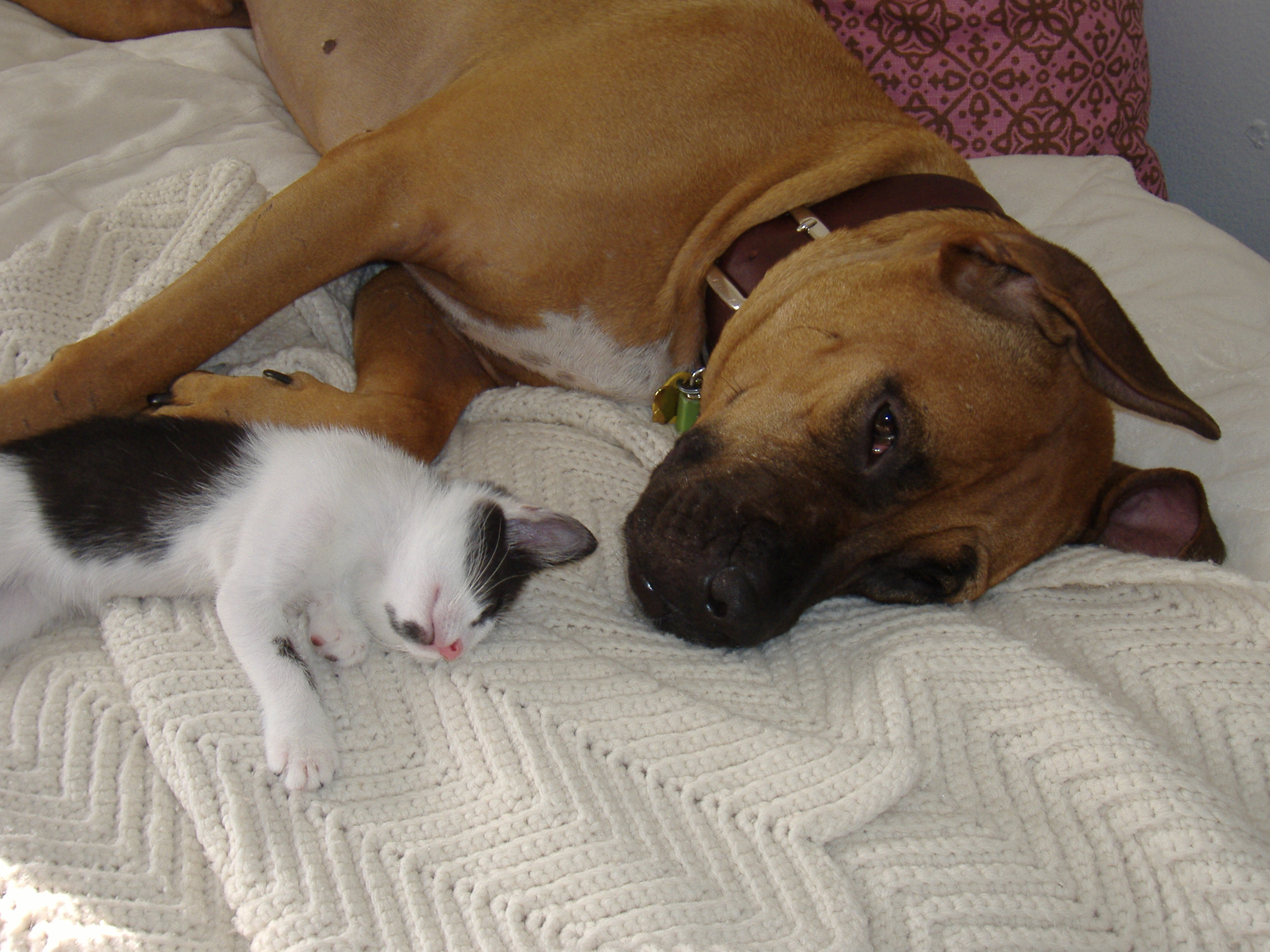 dog-and-cat.jpg