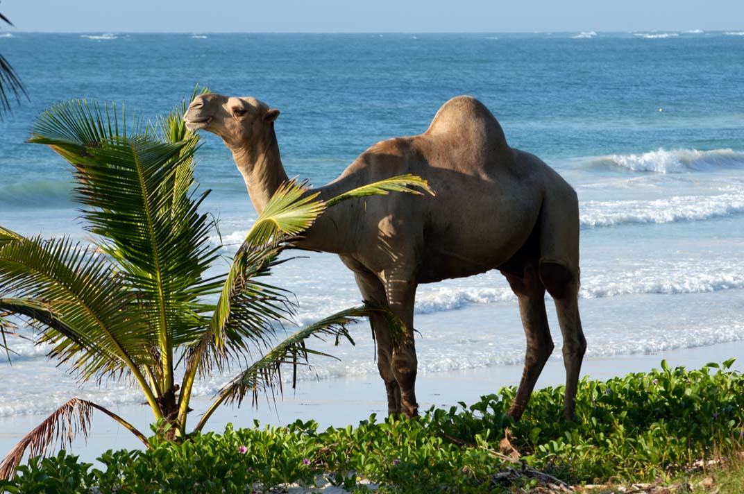 flamboyant-beach-camel1.jpg