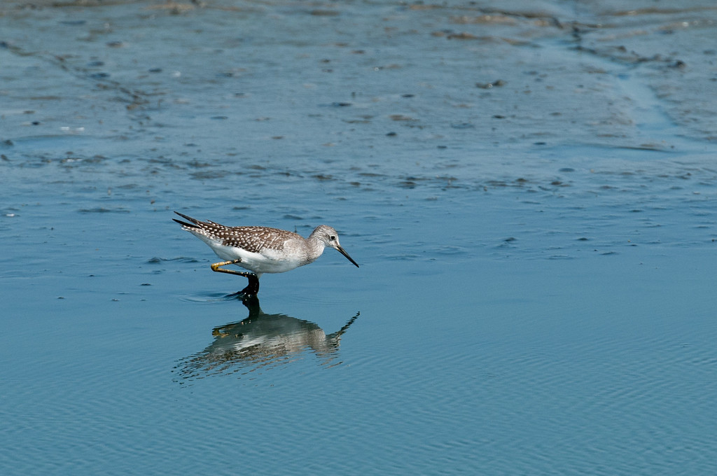 chincoteague-68-XL.jpg