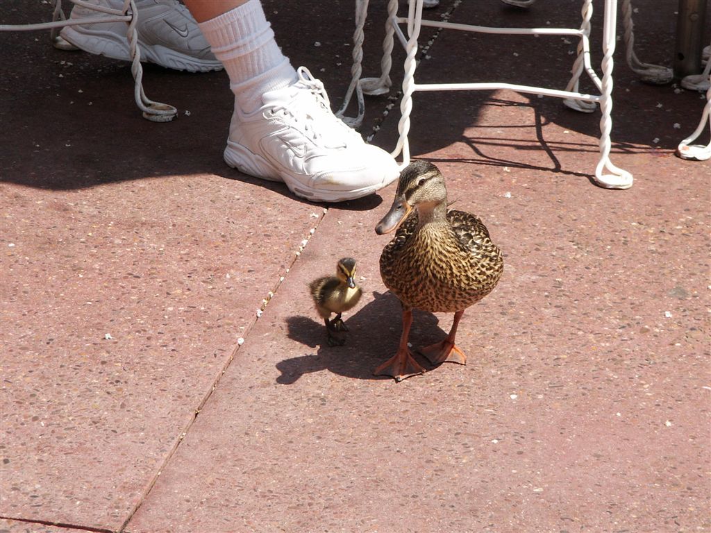 wdw-06-16-07%20193.jpg