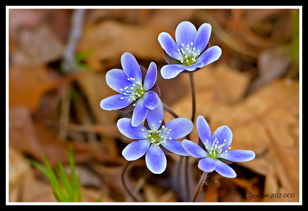 Round-Lobed-Hepatica-04-10-XL.jpg