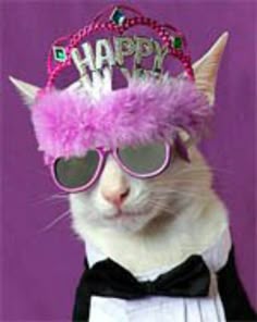 df09ed6917b41e6cc11d8108a2fd51e5--new-years-sales-cool-cats.jpg
