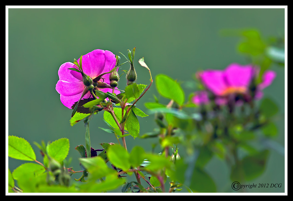 Beach-Rose-06-11-03cr-XL.jpg