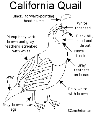 Quail_bw.GIF