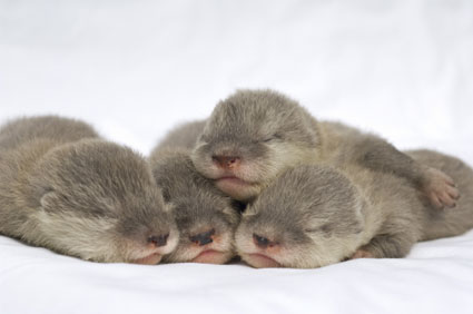 seaworld-baby-otters-2.jpg