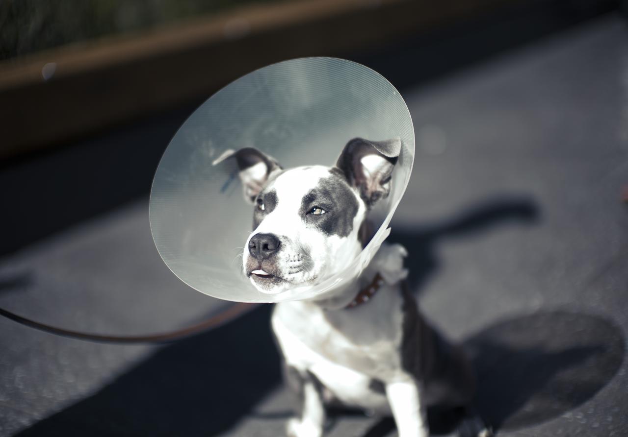 Cone_of_shame_%286199000223%29.jpg