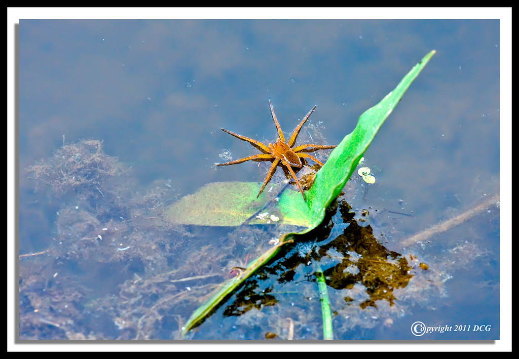 Raft-Spider-08-06-02acr-XL.jpg