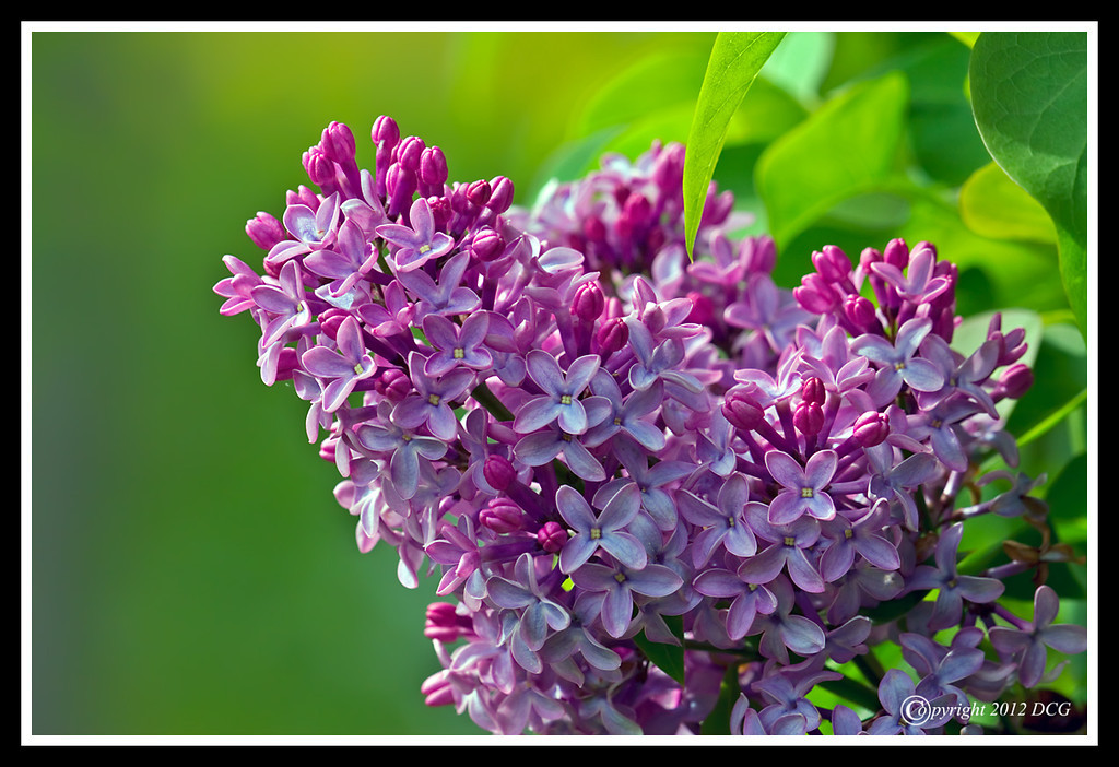 Lilac-Blossom-05-05-06cr-XL.jpg