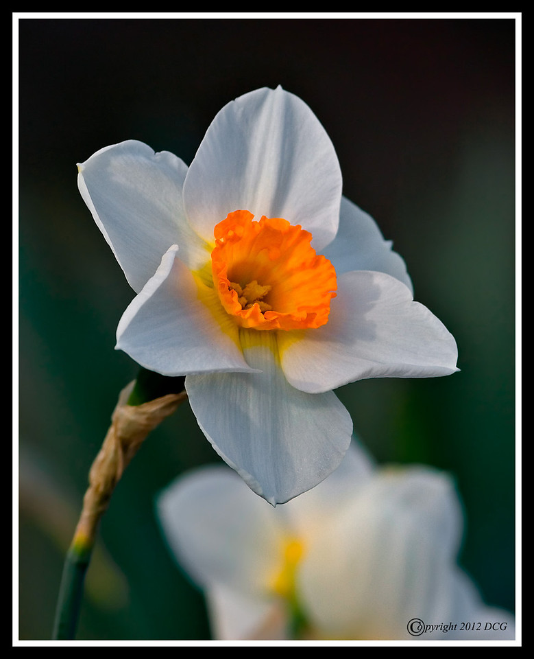 Daffodil-04-18-03acr-X2.jpg