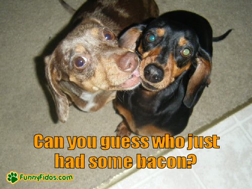 funny-dog-picture-bacon-clean-up.jpg