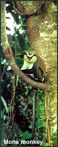 monkey.jpg