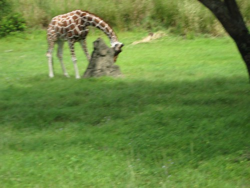 2797274859_38e7d0d490.jpg