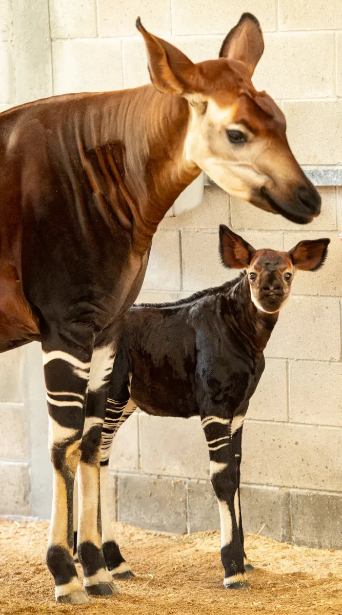Beni the Baby Okapi