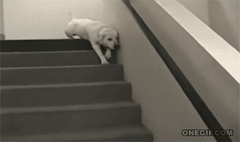 giphy.gif