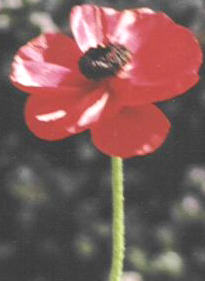 poppy.jpg