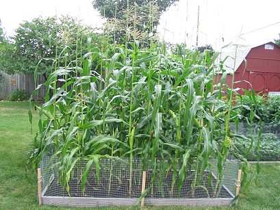 cornraisedbed.JPG