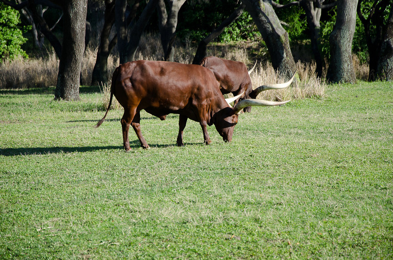 DSC_0698-L.jpg