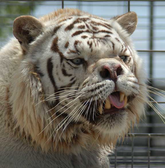 whitetigerdeformed3.jpg