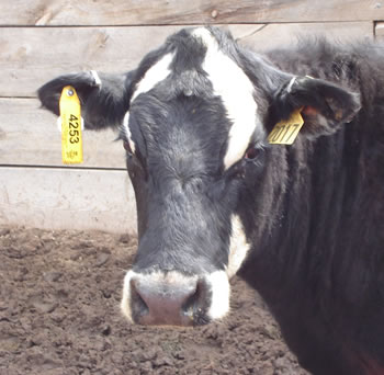 rfid-ear-tag.jpg