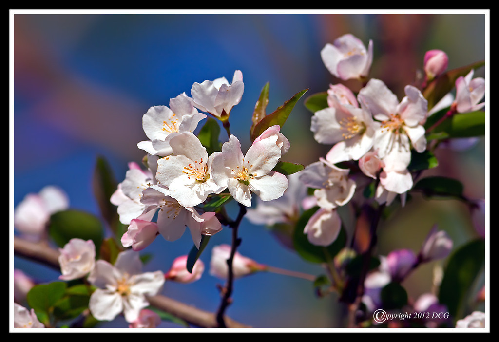 Apple-Tree-Blossoms-04-18-02cr-XL.jpg