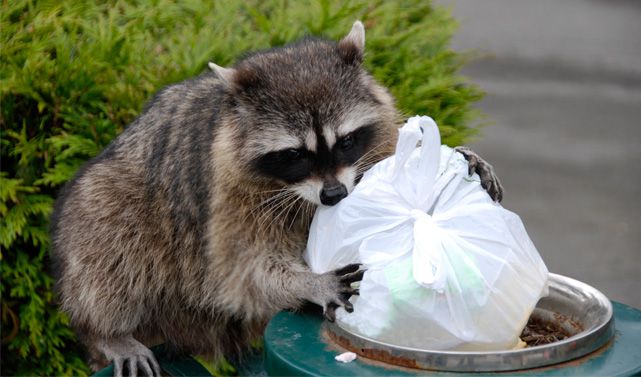 Racoon-garbage-can.jpg