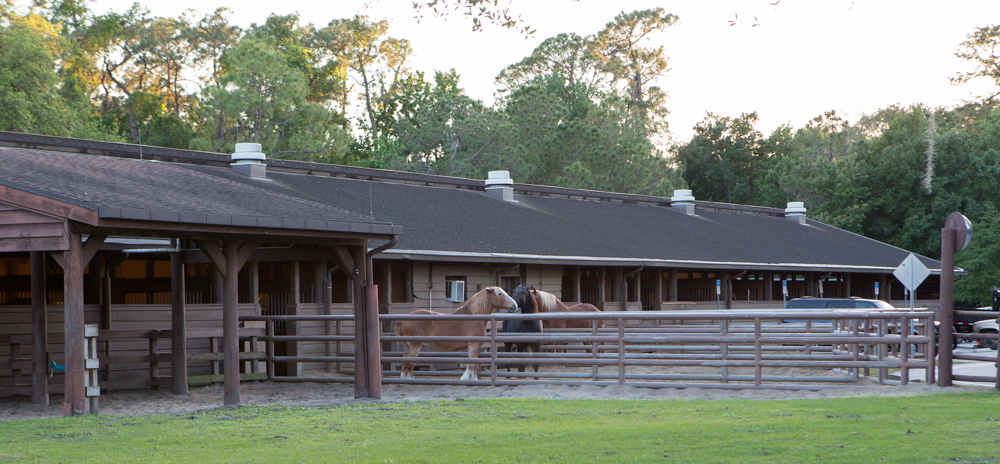 Disney_Ft_Wilderness_201303-6.jpg