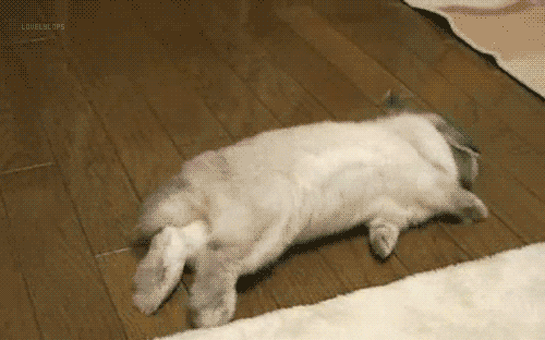giphy.gif