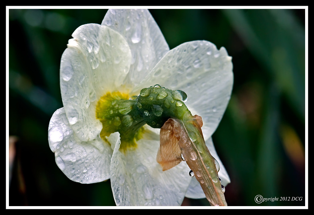 Daffodil-05-09-01cr-XL.jpg