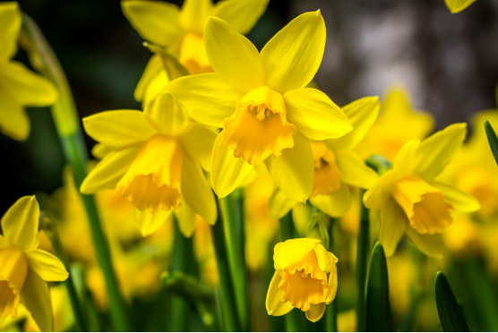 Daffodils1.png