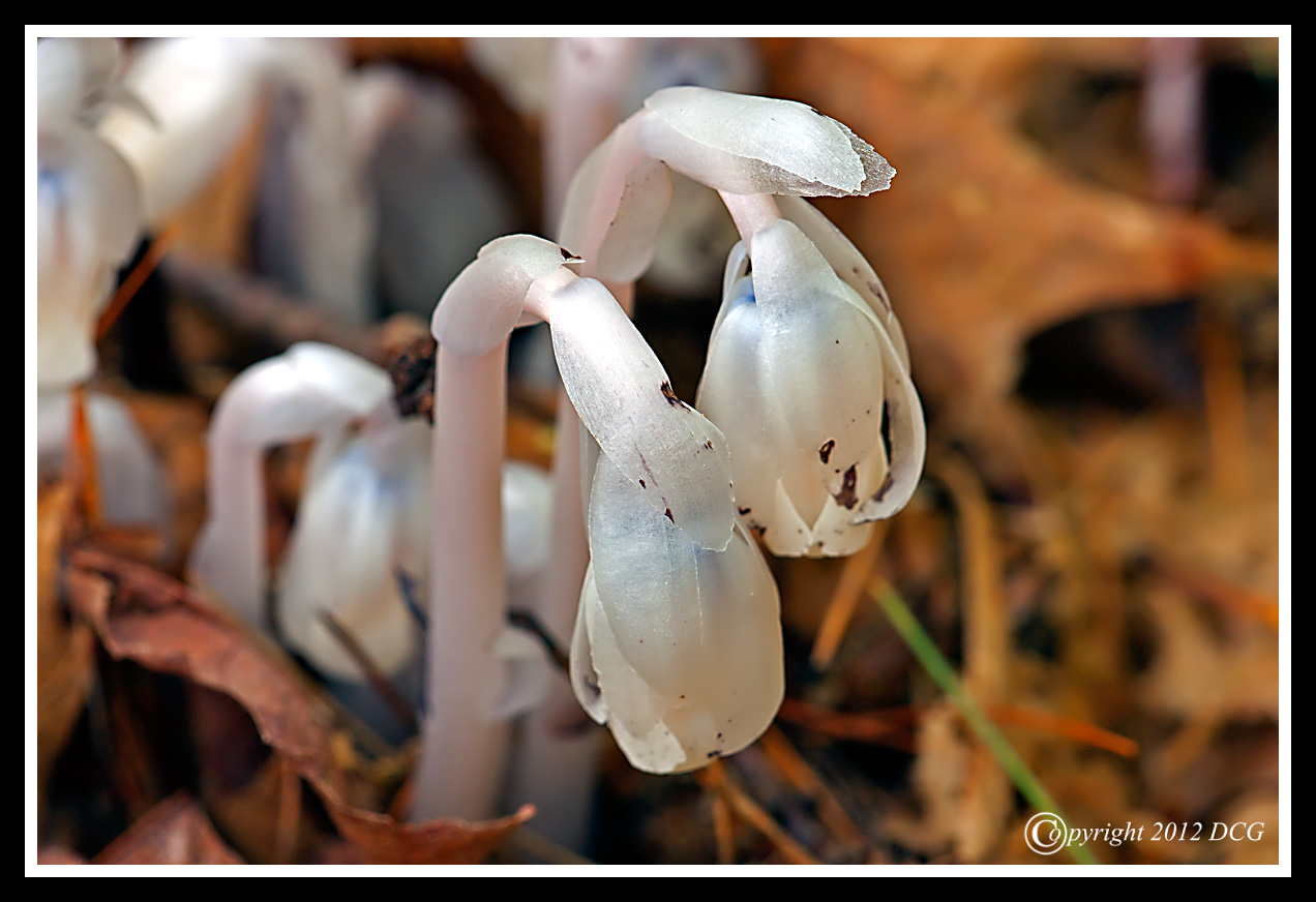 Indian-Pipe-08-23-01cr-X2.jpg