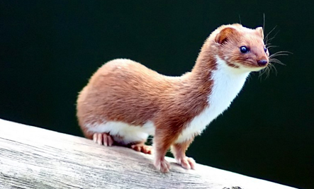 mustela.jpg