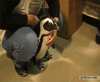 penguin_gifs_13.gif