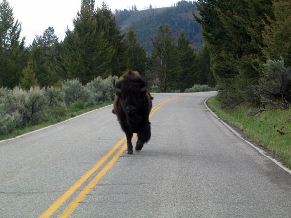 Yellowstone2BisonCatchup.jpg