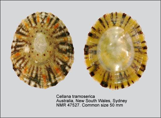 Cellana%20tramoserica.jpg