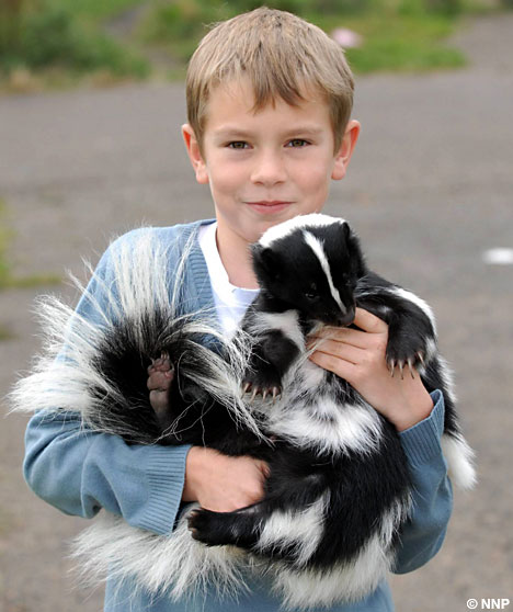 3SkunkNNP_468x558.jpg