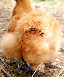 chickenbutt.jpg