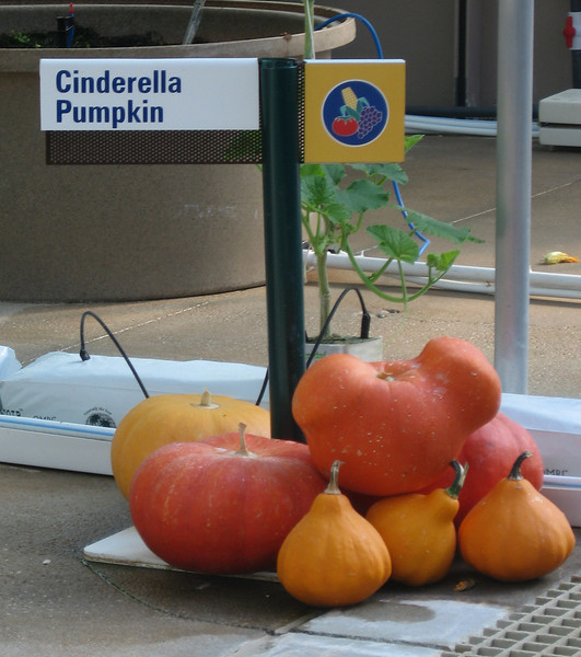 WDW%20091-L.jpg