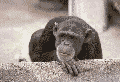 10280017.gif