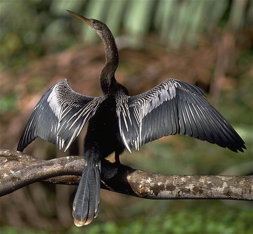 Anhinga-Pictures.jpg
